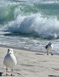 Seaside Fl Live Cam 
