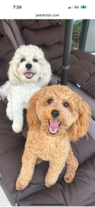 Pets of 30a